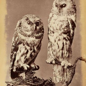 vintage owl art