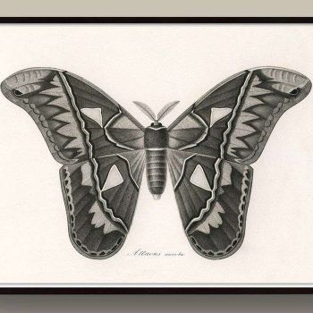 black and white antique butterfly print