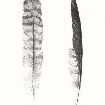 feathers print