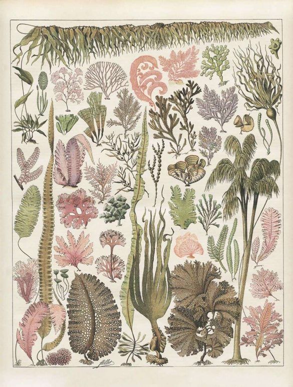 victorian seaweed print with pink and green