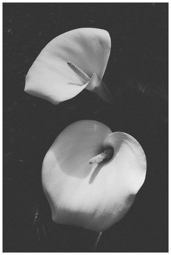 black and white flower photograph