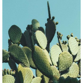 large cactus art in blue