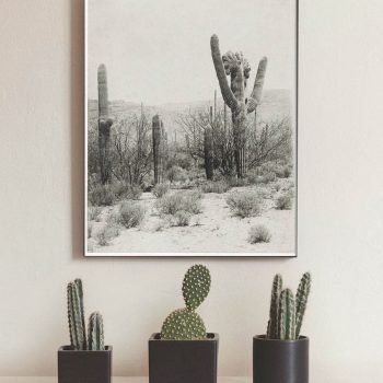 vintage cactus desert photograph print