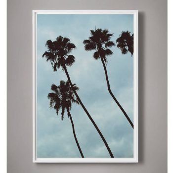 minimal palm tree photograph