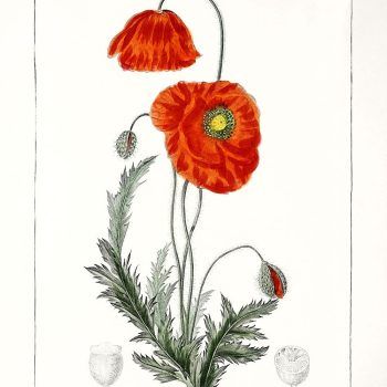 victorian poppy print