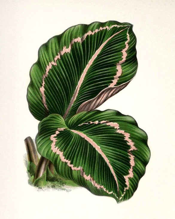 vintage botanical print