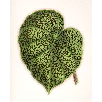 botanical leaf print