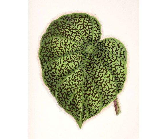 botanical leaf print