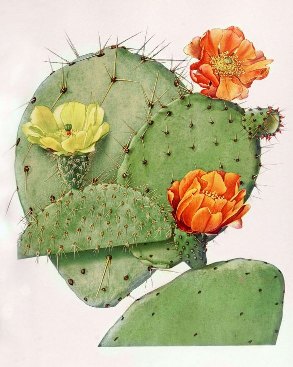 flowering cactus art