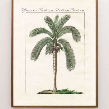 desert palm tree
