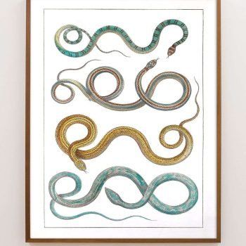 southwestern art print with colored snakes