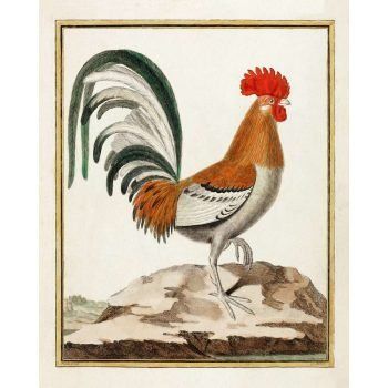 rooster art print