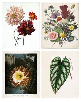 botanical wall art prints