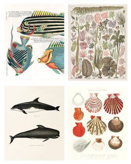 coastal art, seaweed prints, and vintage fish