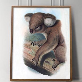 Koala print for Australian Fires Wildlife Rescue