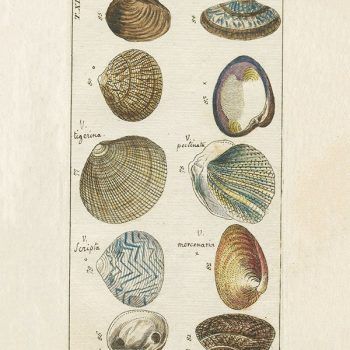 Antique Shell specimens in neutral tones