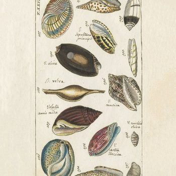 Antique Shell specimens in neutral tones
