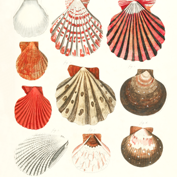 orange antique seashells