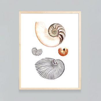 nautilus shells print