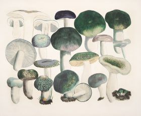 kitchen decor mushroom art print