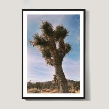 joshua tree photography with vintage colors