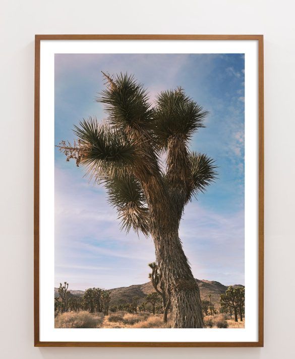 large vertical joshua tree photography with vintage vibe