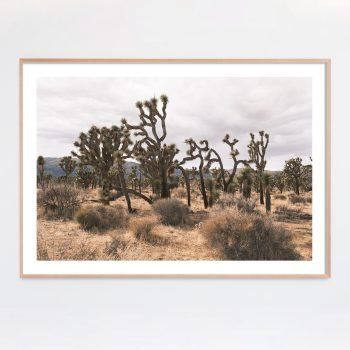 joshua tree desert photograph