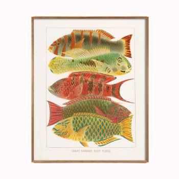 colorful barrier reef fish art