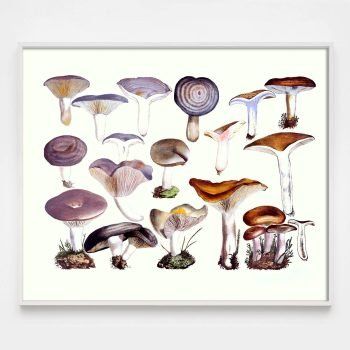 pink and purple mushroom print