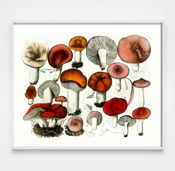 vintage red mushroom print