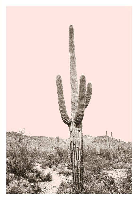 Saguaro Desert Cactus with pink and pastel