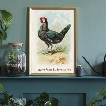 vintage rooster art print kitchen decor