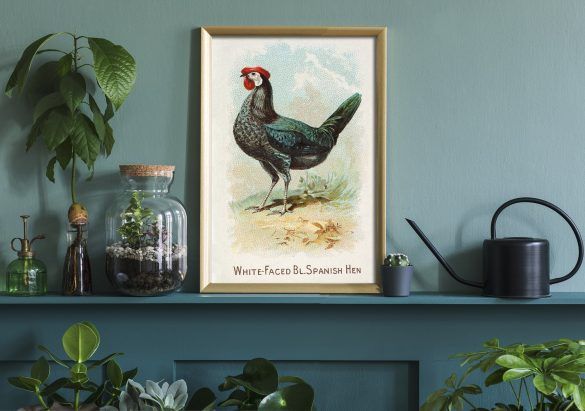 vintage rooster art print kitchen decor