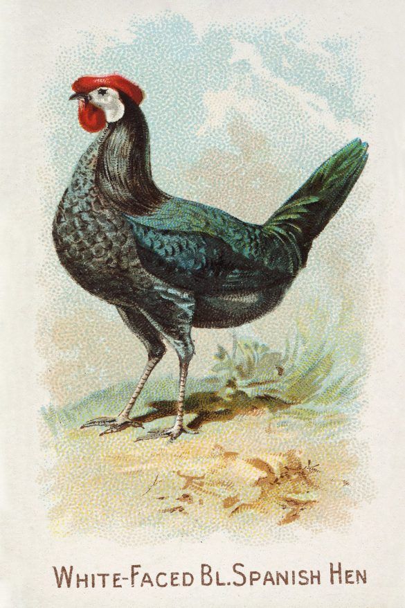 vintage hen rooster art print