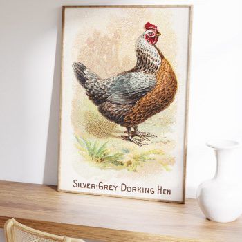 vintage hen art print kitchen art