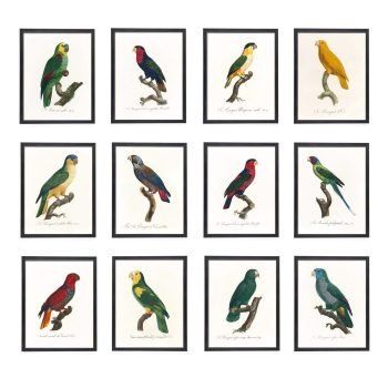 set of antique parrot prints