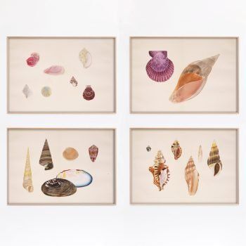 colorful vintage shell art print set