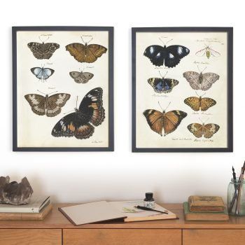 antique butterfly prints set of 2