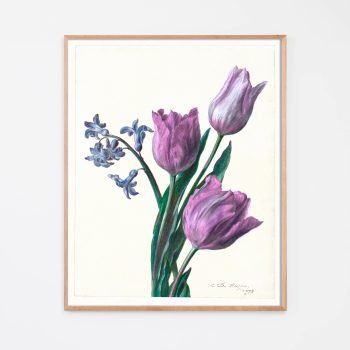 purple tulip botanical art print